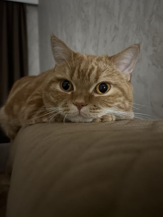 Британская короткошерстная кошка