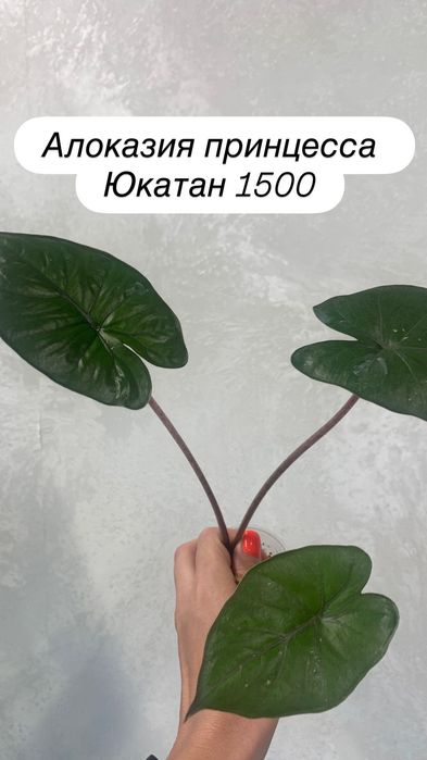 Детки алоказий адаптированные