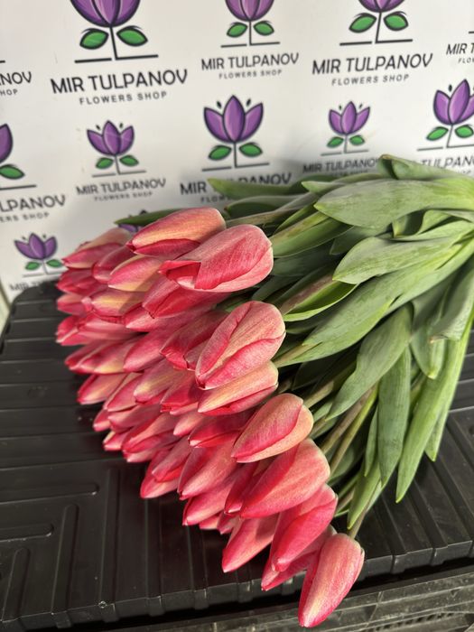Тюльпаны оптом от Мир Тюльпанов
