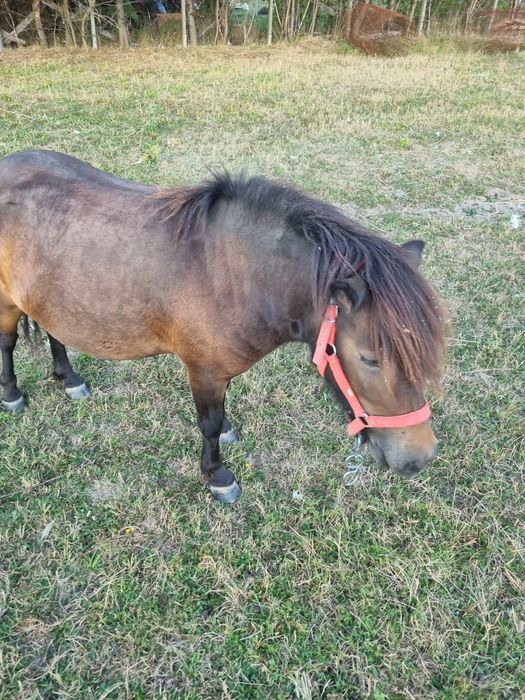 Vând Poneiță, gestantă, 3ani.