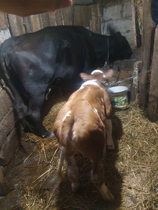 Vacă cu vițea ..