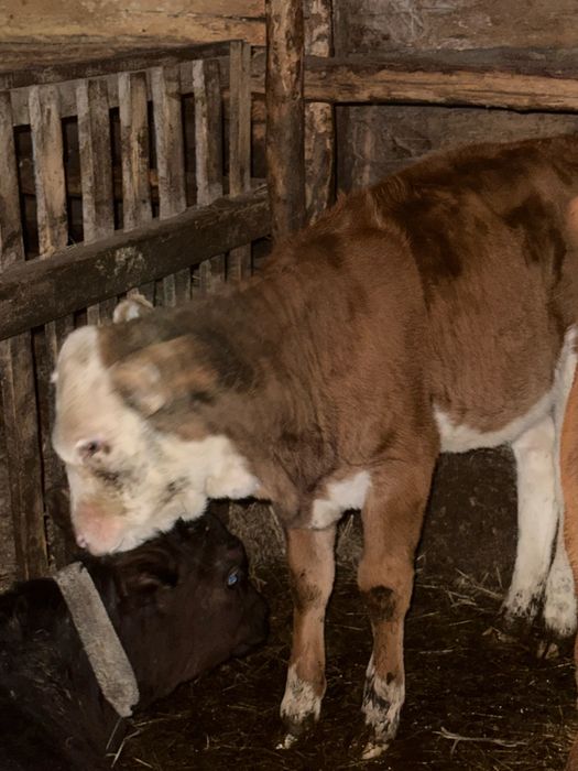 Продам двух телят