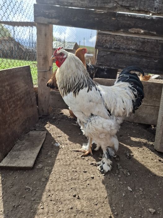 Брама Петух,молодой9мес .