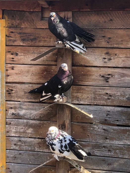 Vand porumbei de ornament !!!