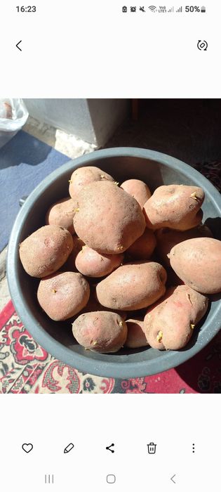 Продам картофель  домашний