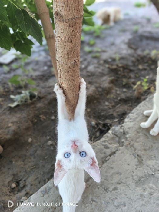 Ұрғашы марғау\котята девочка