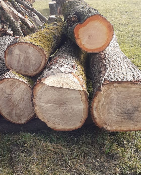 Vând bustean stejar,cires