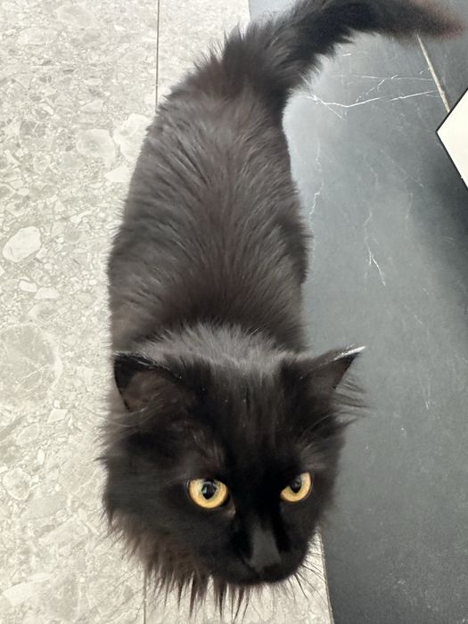 Кошка Жожо ищет семью