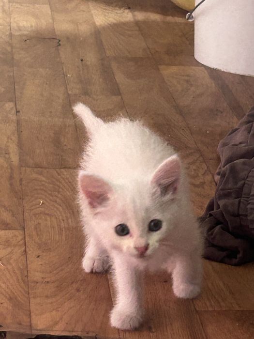 Отдам котенка девочку