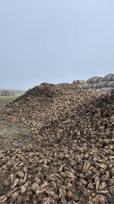 Vand sfecla de zahar