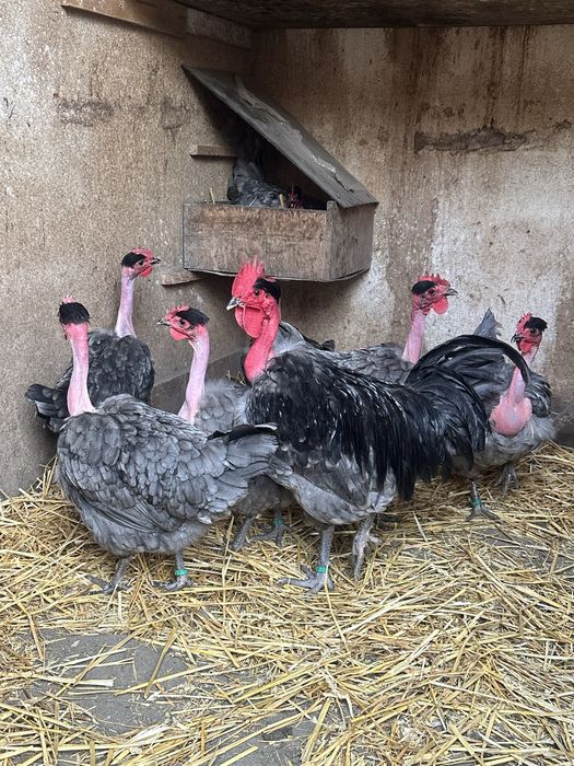 Ouă incubat  Gât Golaș de Transilvania