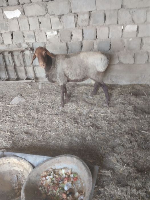 Quy va Quchqor Sotiladi