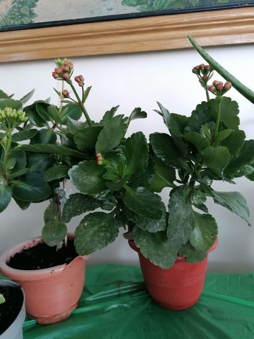 Продам Декоративное Каланхое