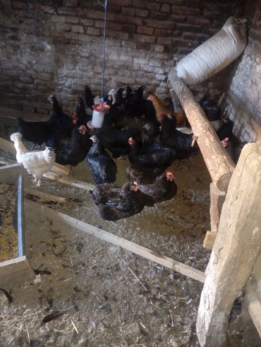 Vând 4puicute și un cocos la alegere moțat sau negru