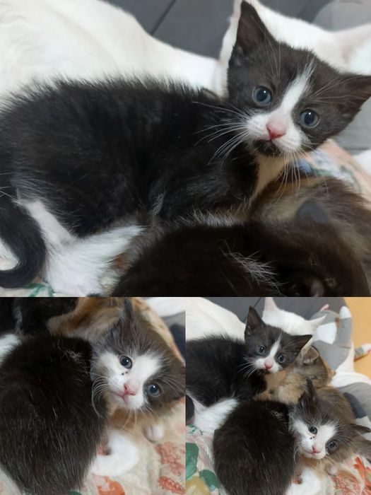 Котята два мальчика