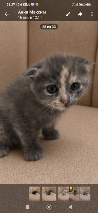 Породистые красивые котята