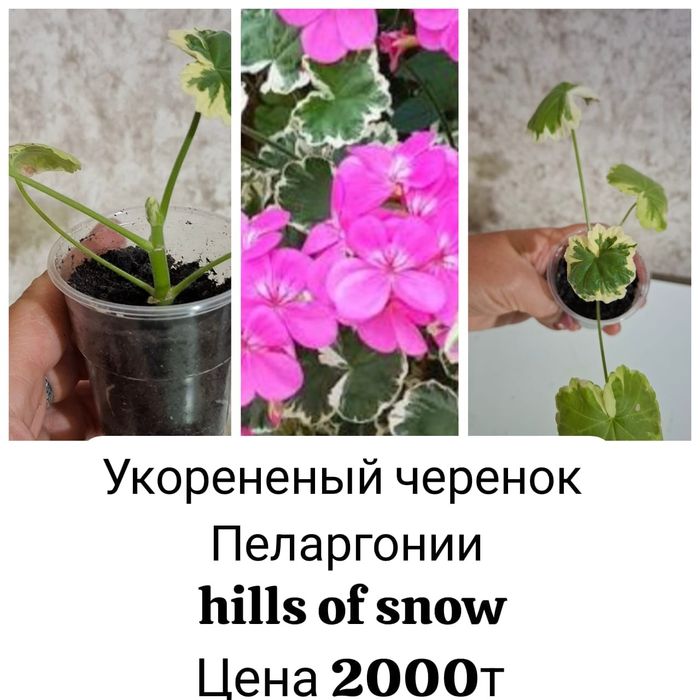 Продам домашние цветы!