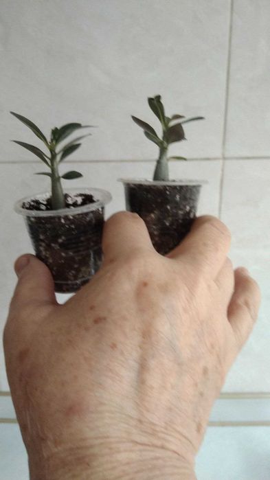 Мурайя , драцена компакта, филодендрон Биркин и саженцы адениума