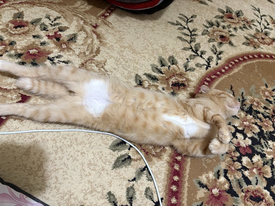 Отдам котика 6 месяцев, приучен к лотку, вислоухий.