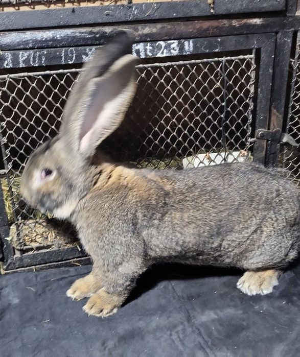 Iepuri uriasi german