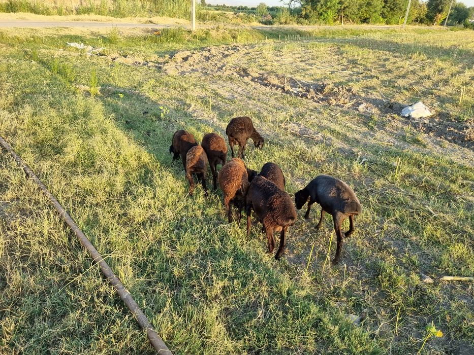 Солиқ қўйлар сотилади