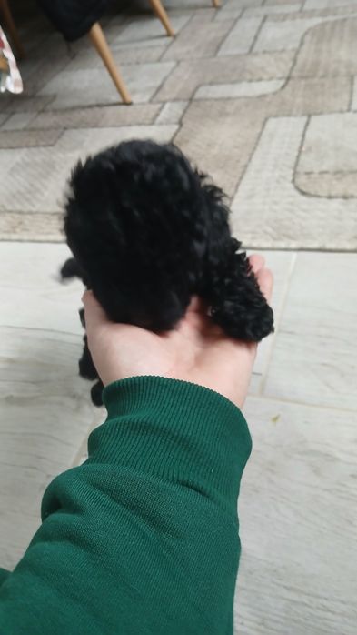 Продавам пудел той