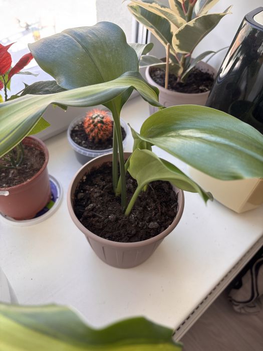 Цветы комнатные цветы