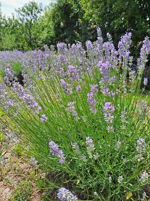 Tufe  tinere de lavanda