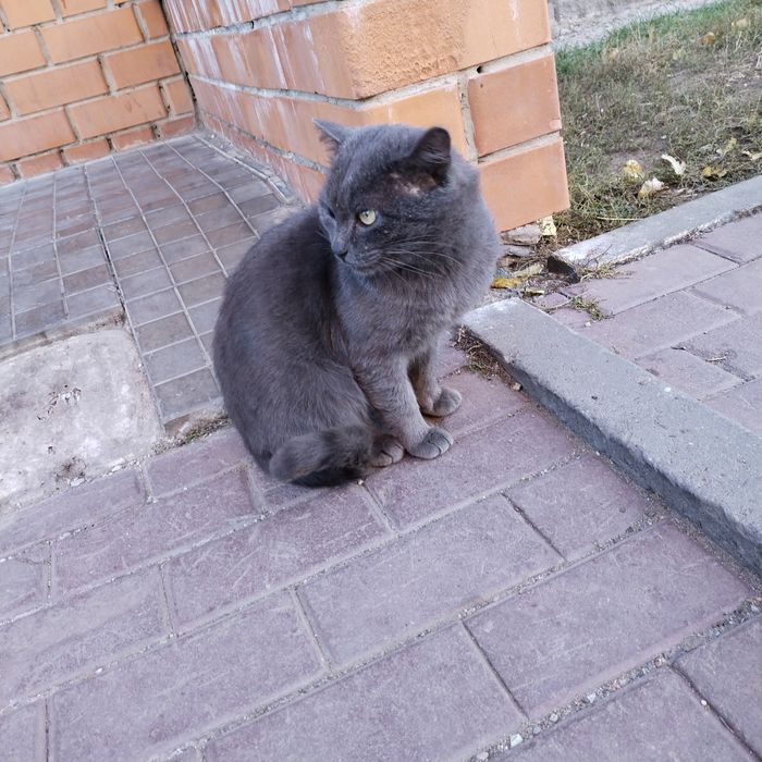 Кот в надёжные руки