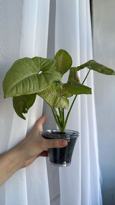 Продам домашнии цветочки