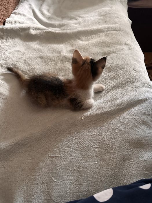 Котёнок 1,5 месяца девочка
