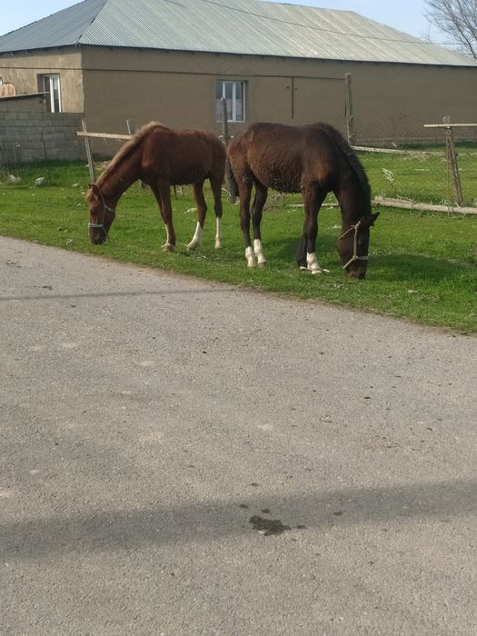 Кунан 2 жасар Сатылады