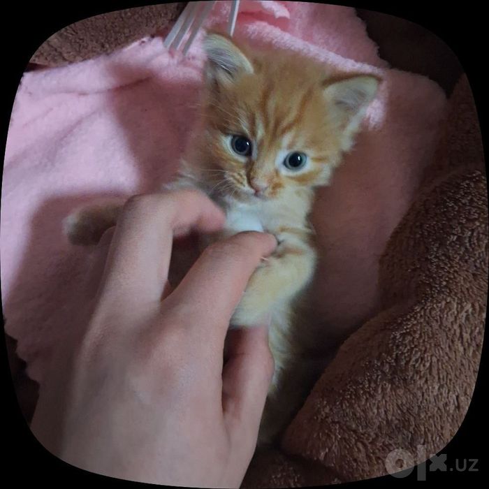 Котёнок даром в добрые руки