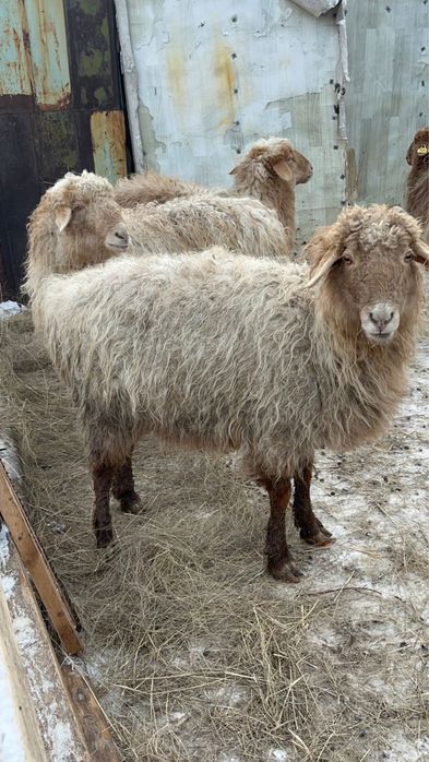 Продам овец цена 85 тысяч