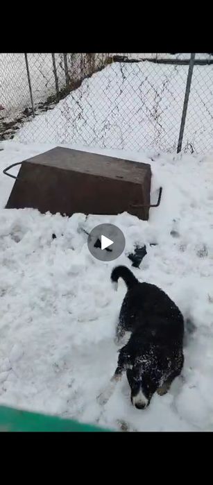 Девочка в добрые руки