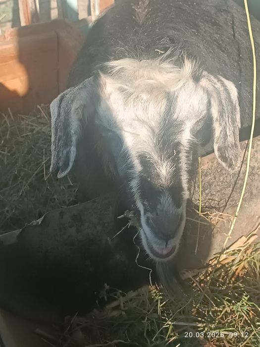 Она бола Эчкилар сотилади