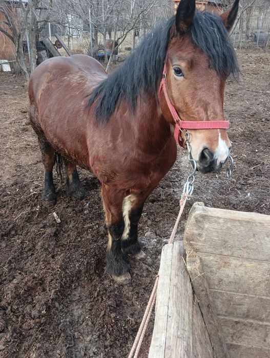 Cal de 4 ani de vânzare