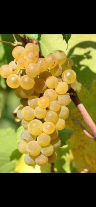 Struguri de vin