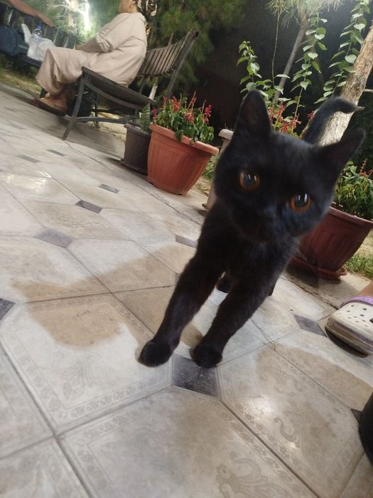 Котик ищет дом!!