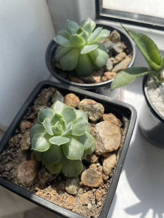 Суккуленты. Осталось 2 штуки