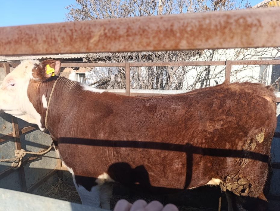 Продам быка на племя