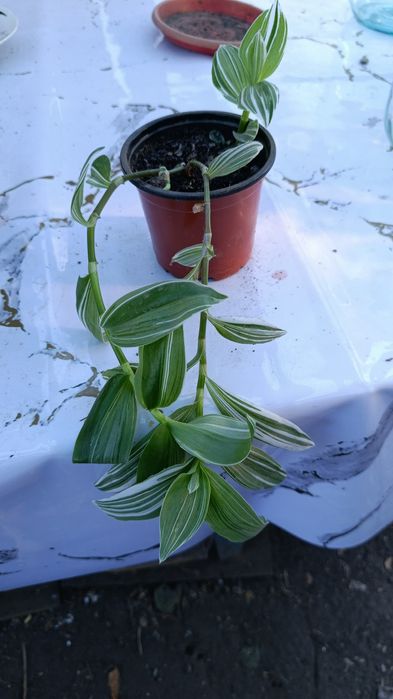 Домашние цветы не требующие пересадки