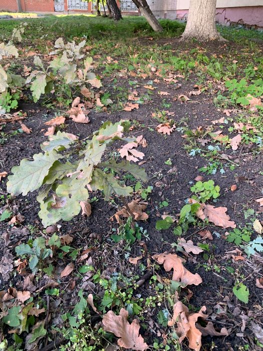 Саженцы дуба 7 летние , 5 летние.