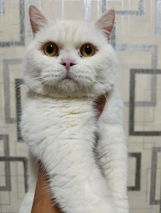 Вязка с британской шиншиллой