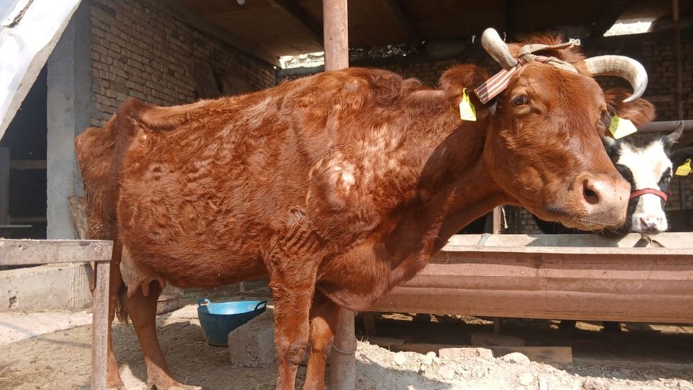 Она бола сигир сотилади