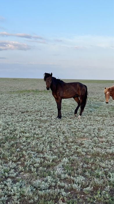 Торы айғыр сатылады