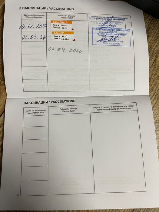 Френски   булдог