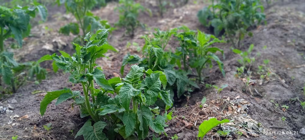 Продам фазенду или дачу