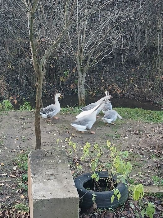 .Gâscă de vânzare