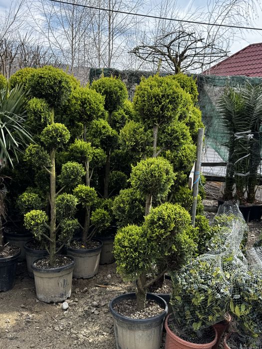 Plante ornamentale pentru curte gradina sau terasa